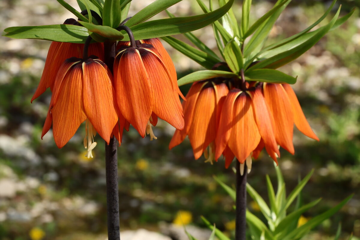 *** - Игорь Kуленко *** - Игорь Kуленко