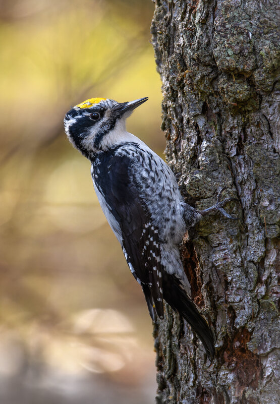 Трёхпалый дятел смотрит в камеру - Дарья Меркулова