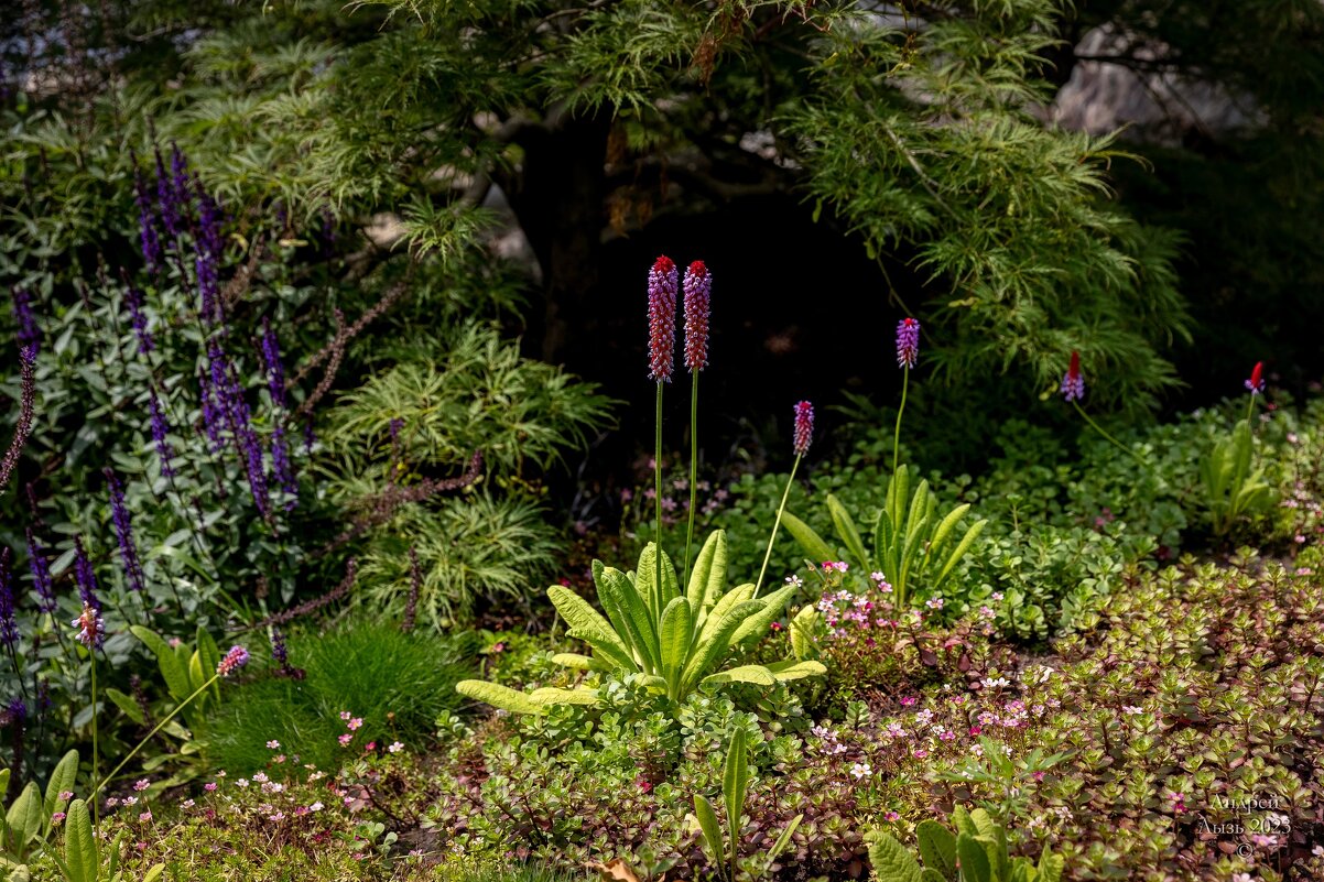 Парк Галицкого. Краснодар - Андрей Lyz