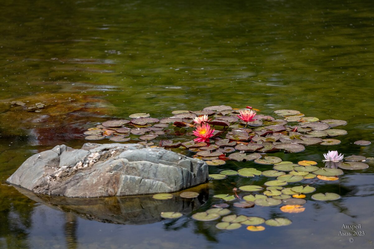 Парк Галицкого. Краснодар - Андрей Lyz