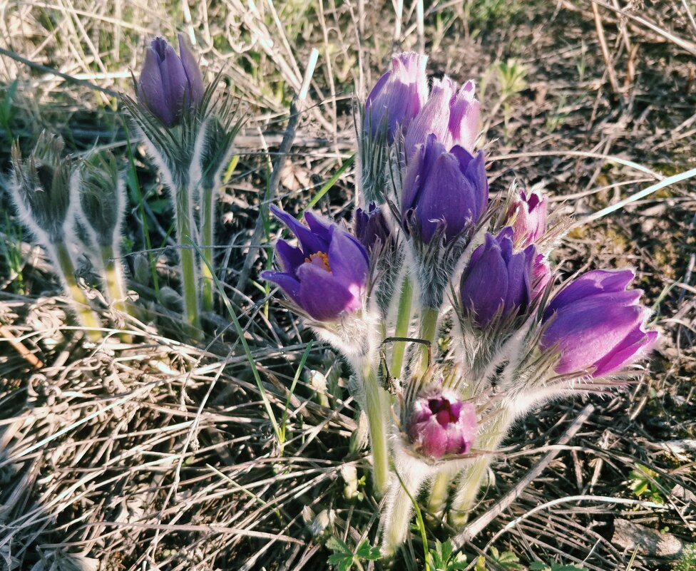 Весна - Андрей Хлопонин Весна - Андрей Хлопонин