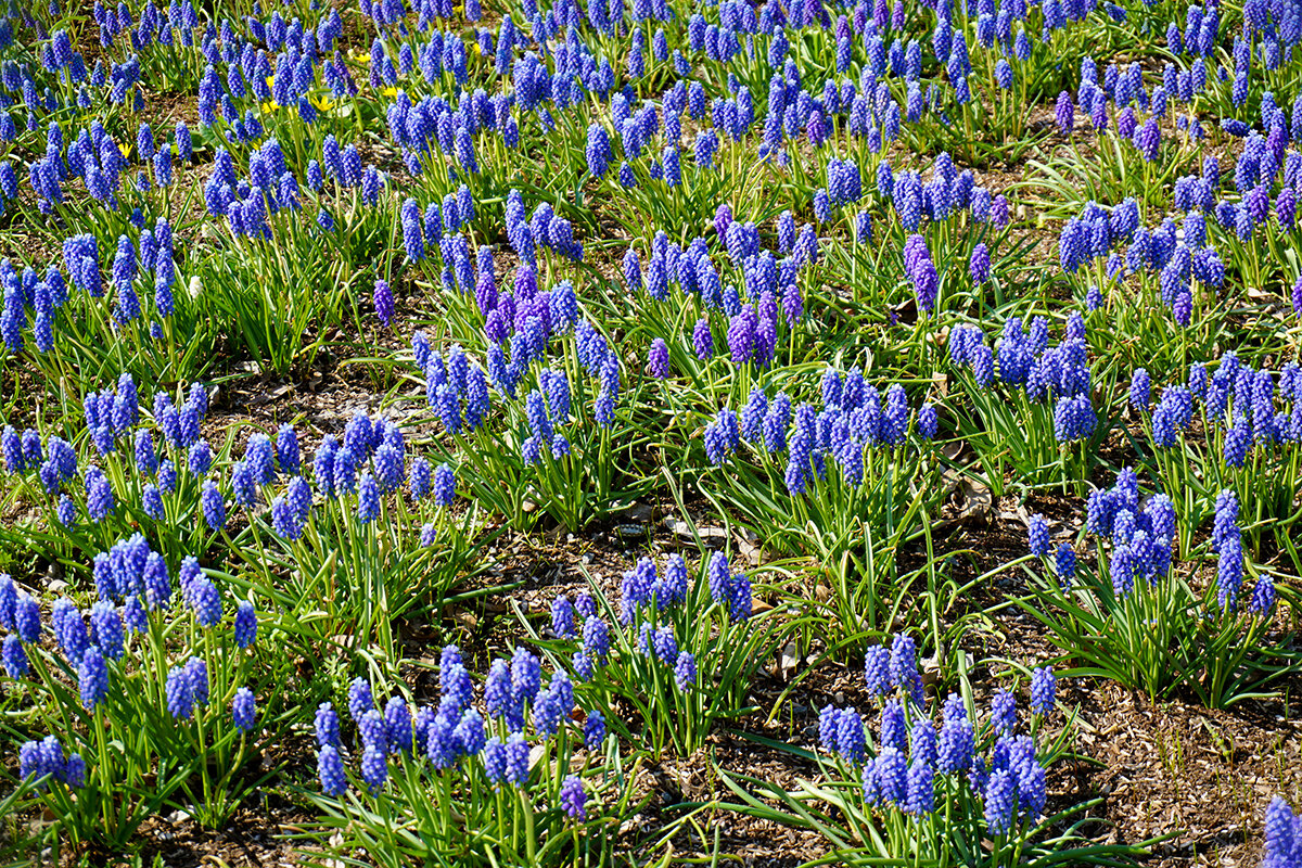 Мускари в парке Зарядье - Ольга 