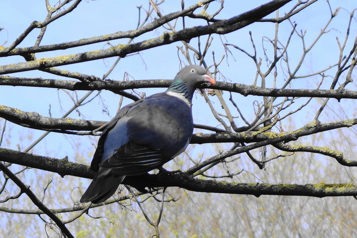 Вяхирь - Рита Симонова