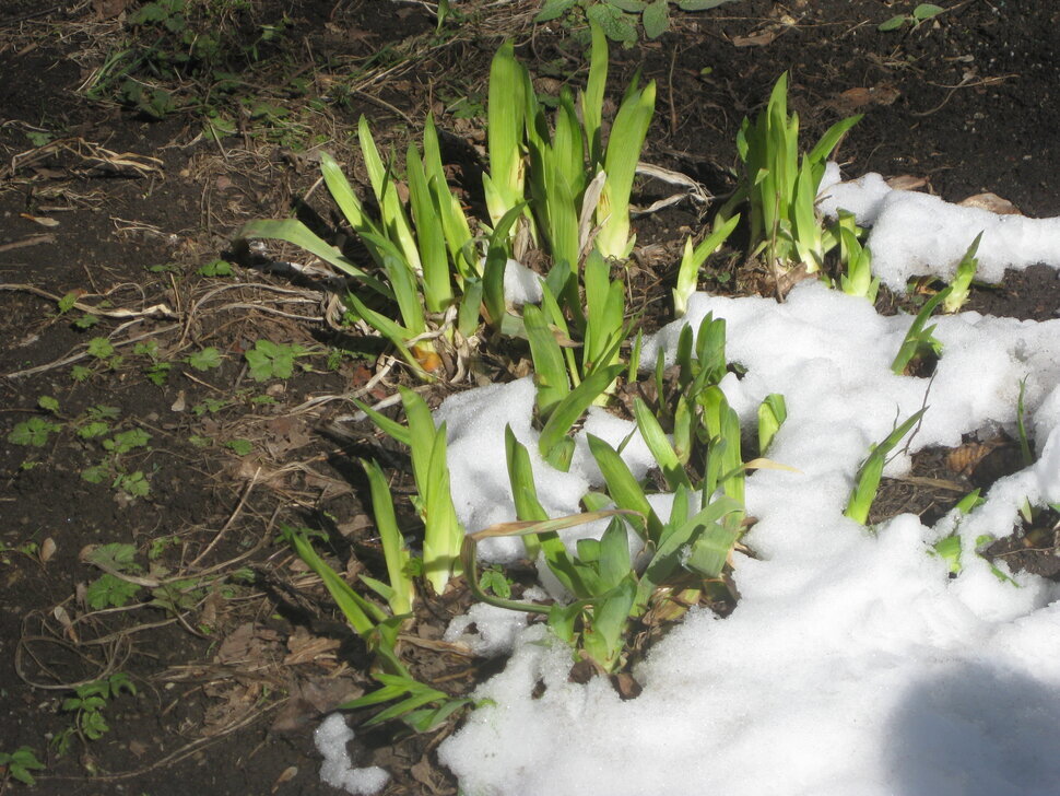 Приходит весна - Дмитрий Никитин