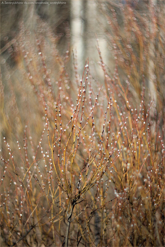 Верба ветки дарит нам каждую весну! - Анастасия Северюхина Верба ветки дарит нам каждую весну! - Анастасия Северюхина