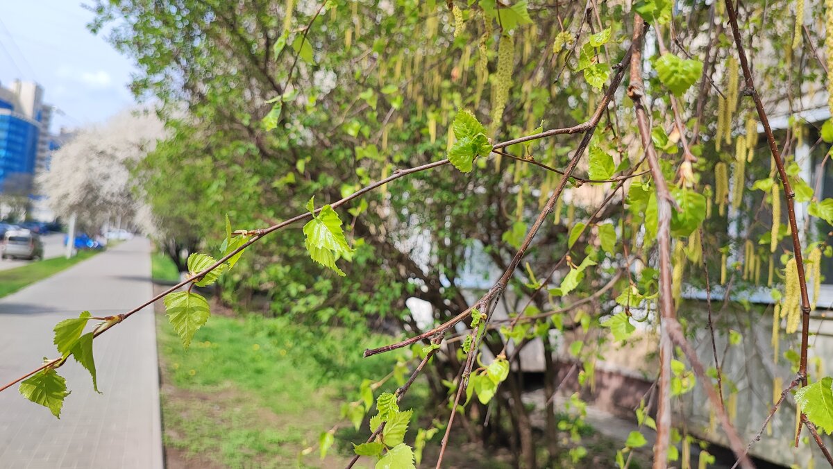 ,,, - Сергей Тимоновский