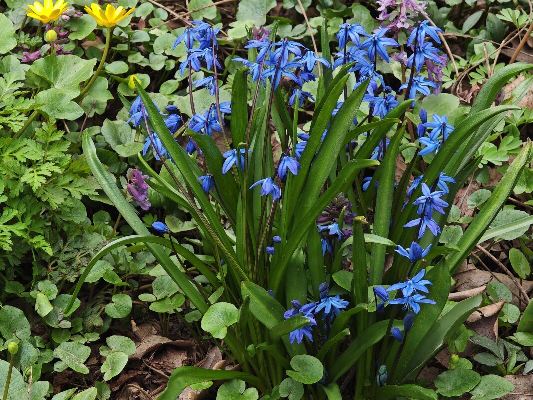 Пролеска - <<< Наташа >>>