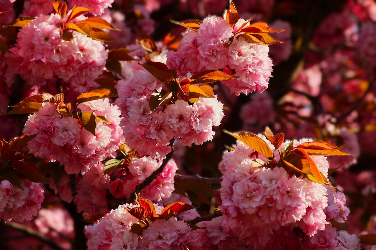 Доброе утро - Юрий. Шмаков