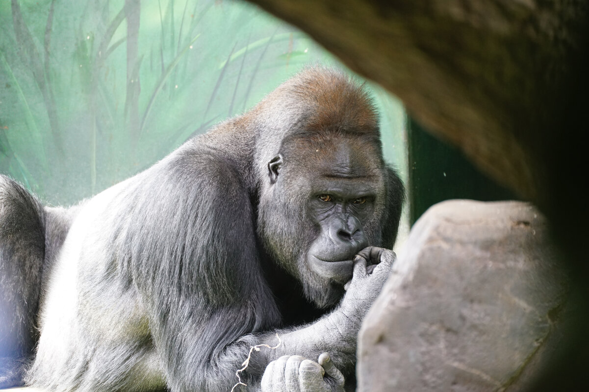 Мыслитель - Иван Литвинов