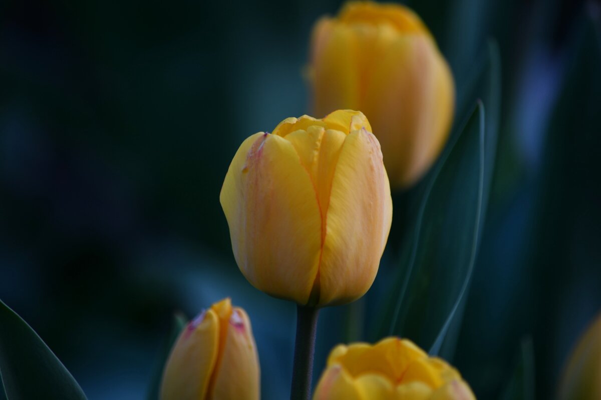 Жёлтые тюльпаны... - Татьяна Евдокимова Жёлтые тюльпаны... - Татьяна Евдокимова