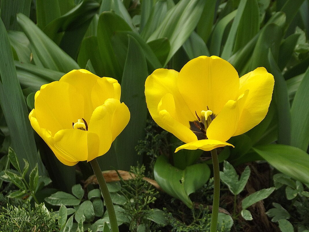 Тюльпаны - Freddy 97 Тюльпаны - Freddy 97