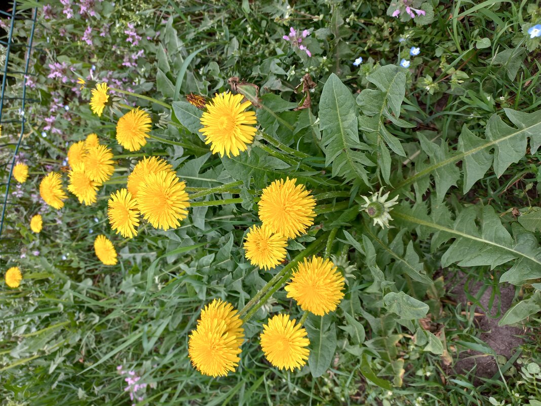 Одуванчики - Svetlana 