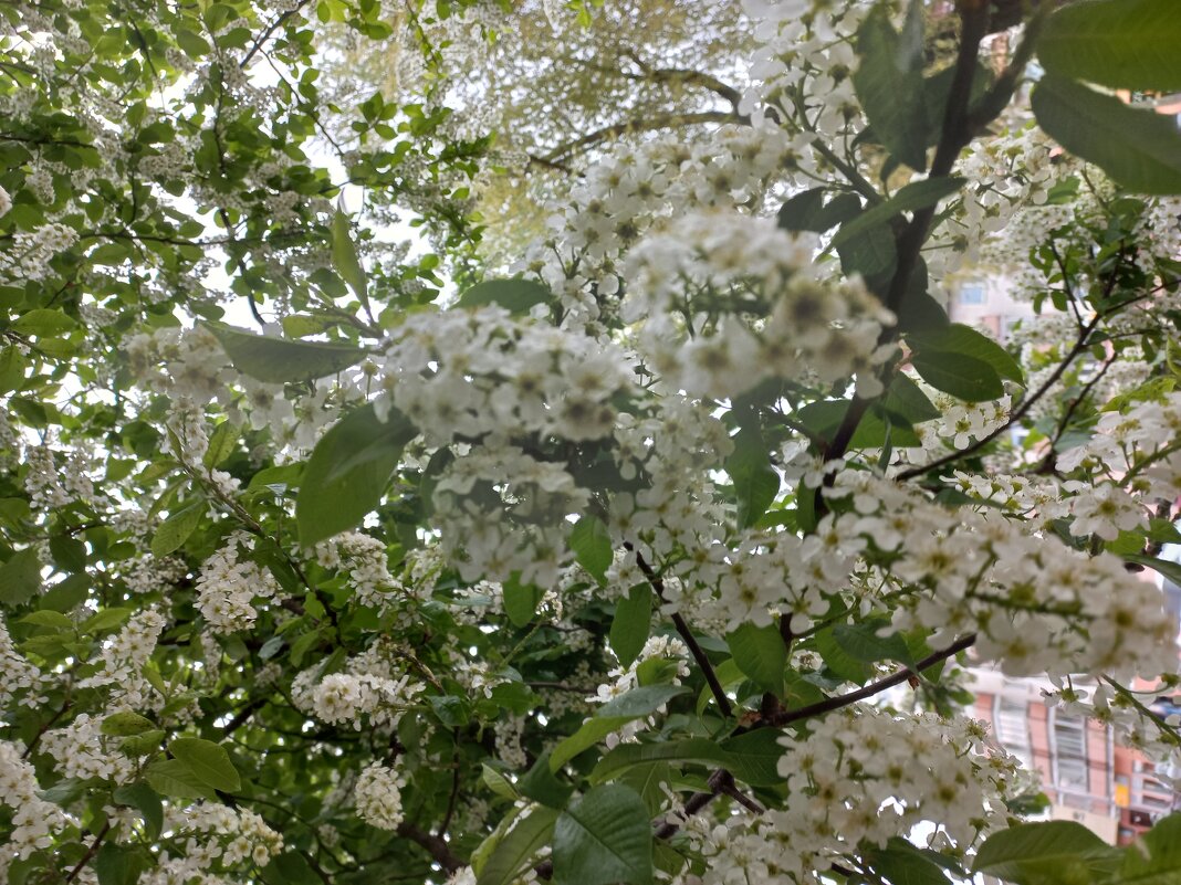 цветет черемуха - Svetlana цветет черемуха - Svetlana