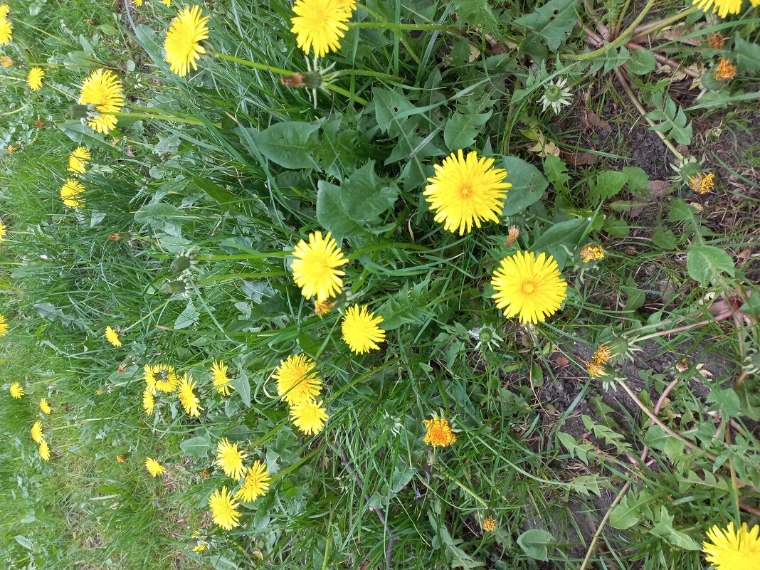 Одуванчики - Svetlana 