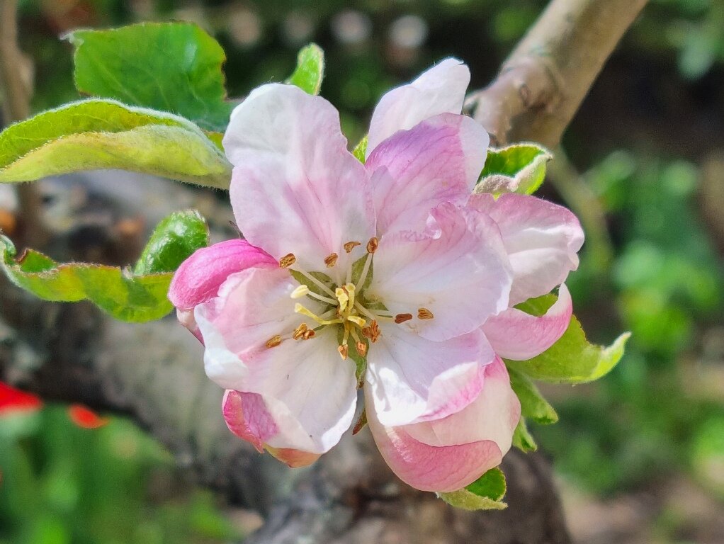 Зацвела яблоня - Наталья 