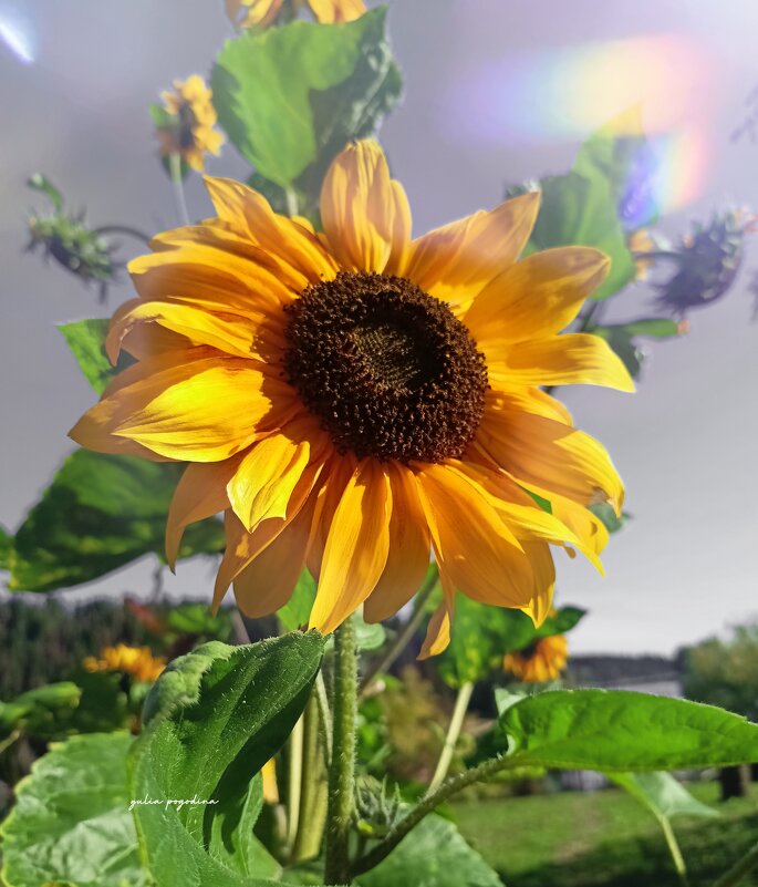 Подсолнух декоративный - Юлия Погодина