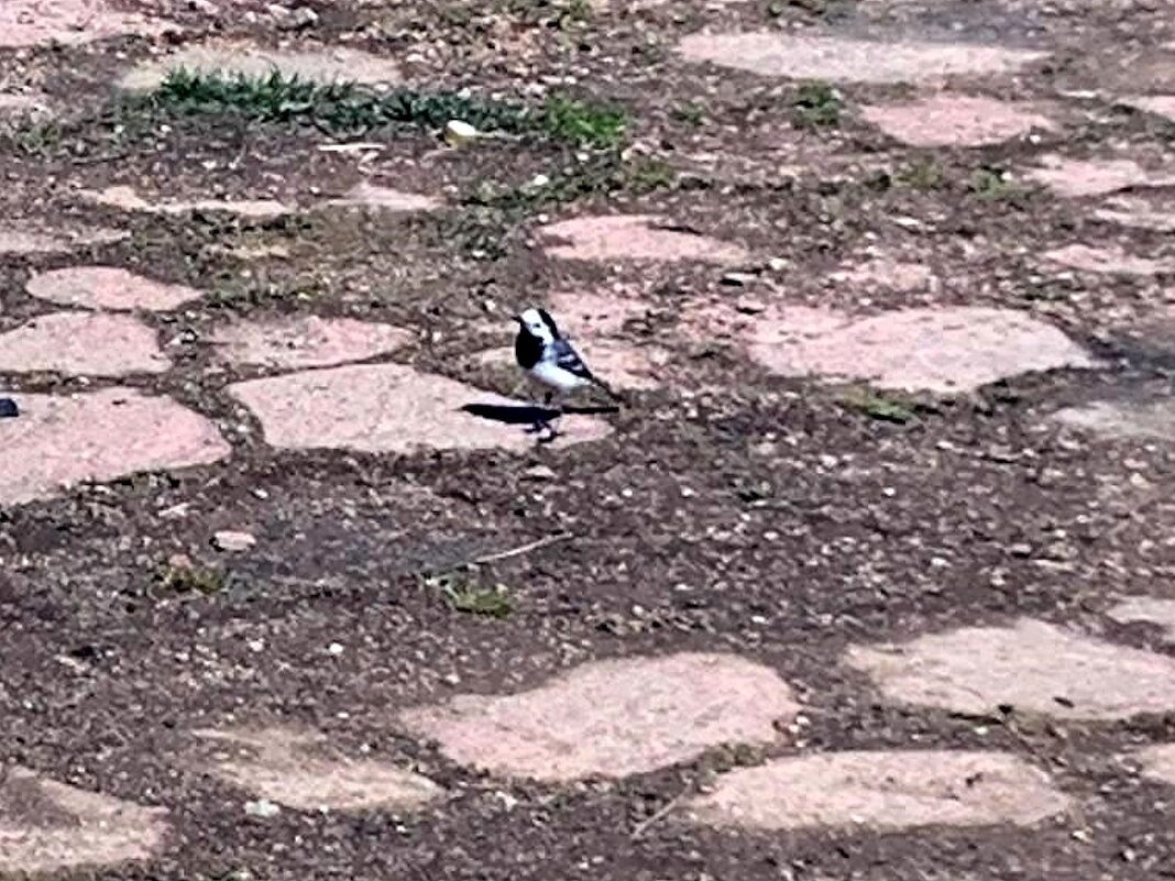 Трясогузка на обочине дороги. - Ольга Довженко Трясогузка на обочине дороги. - Ольга Довженко