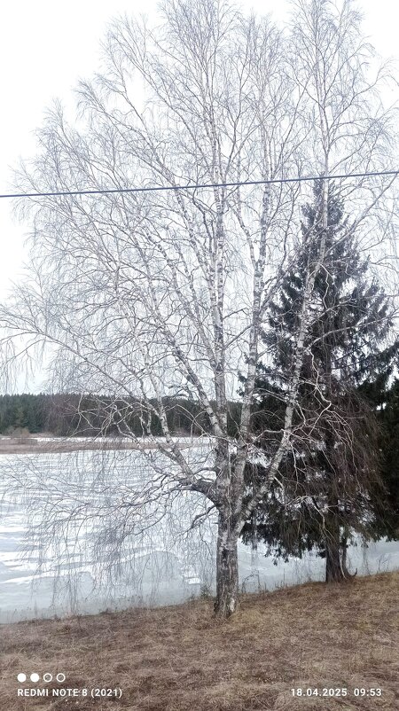 Белоствольная - Ольга Конькова