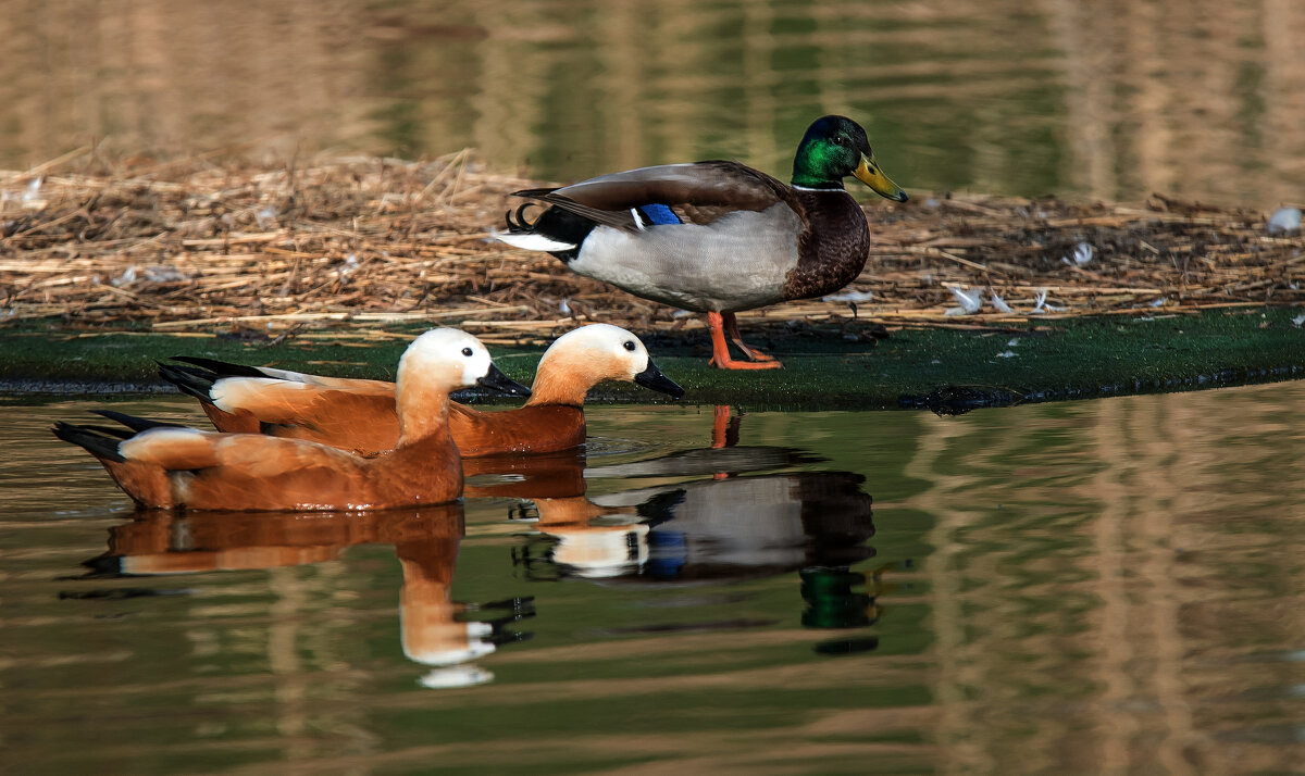 Уточки. - Владимир Безбородов