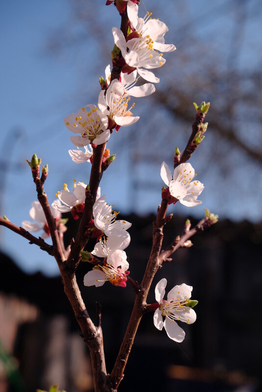 Цветки абрикоса - Олег Зоркий Цветки абрикоса - Олег Зоркий
