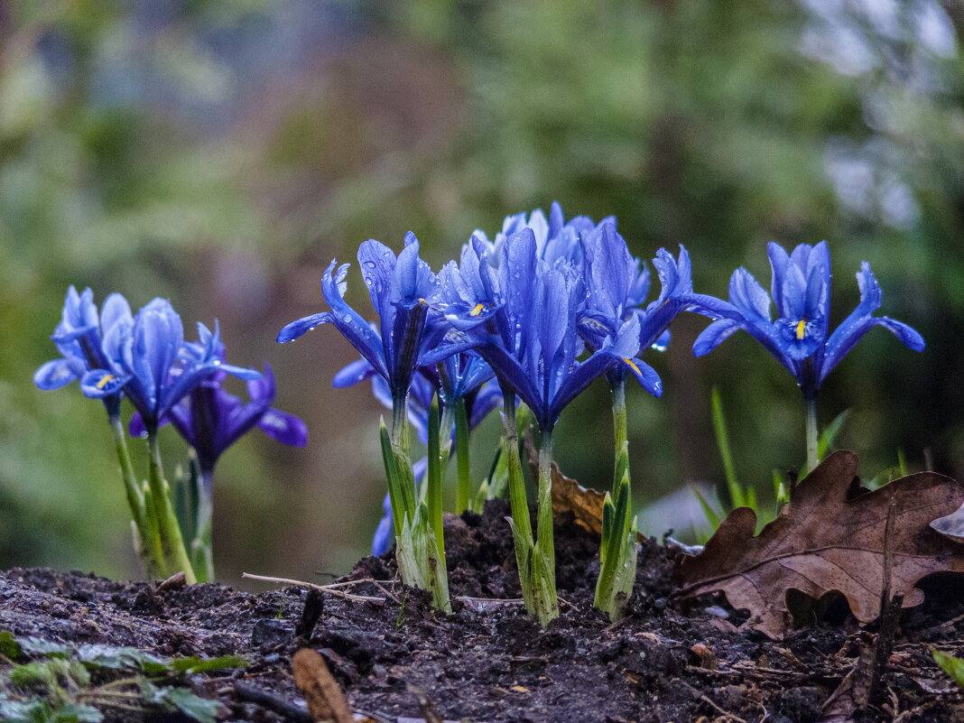 Апрель - Наталья Rosenwasser