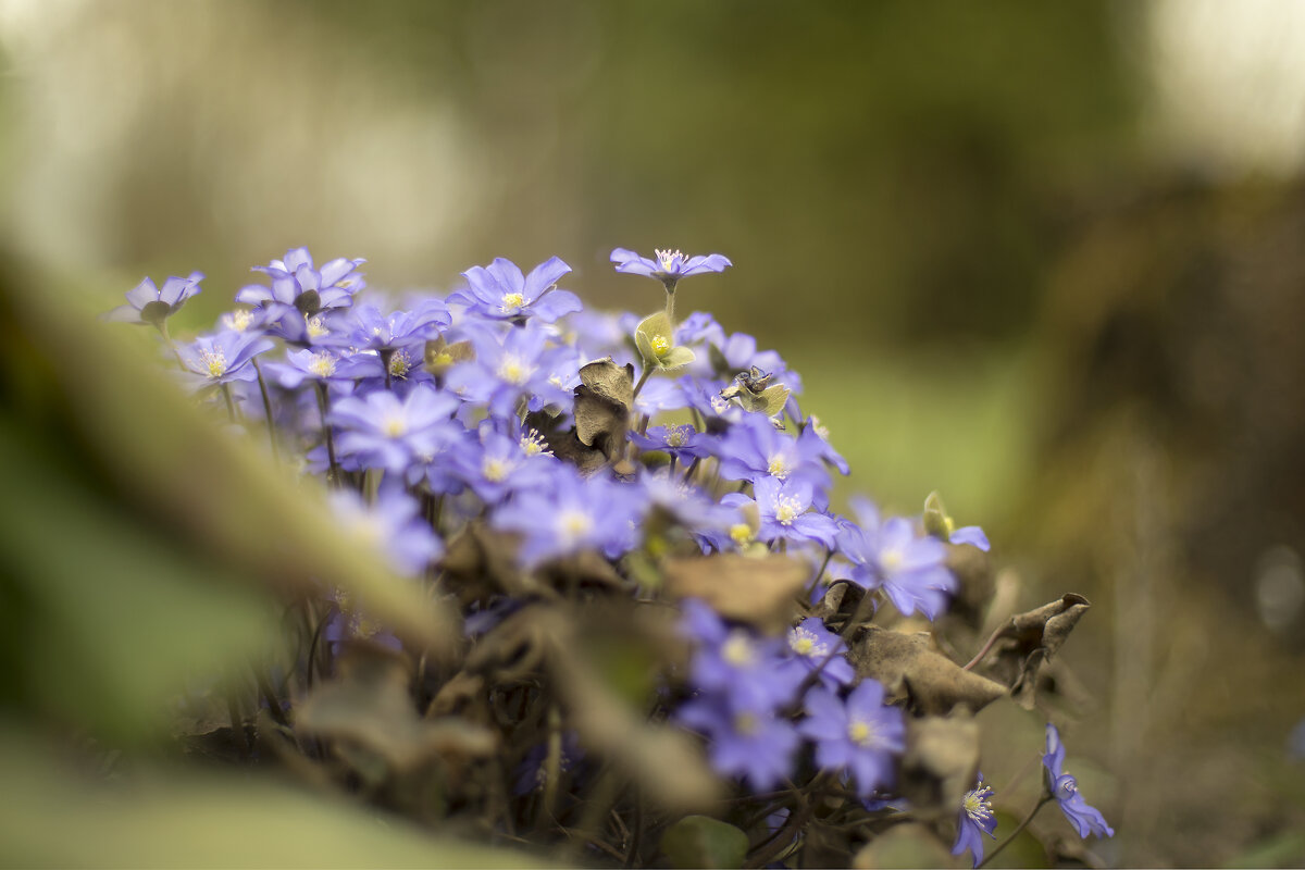 Печёночница - sorovey Sol