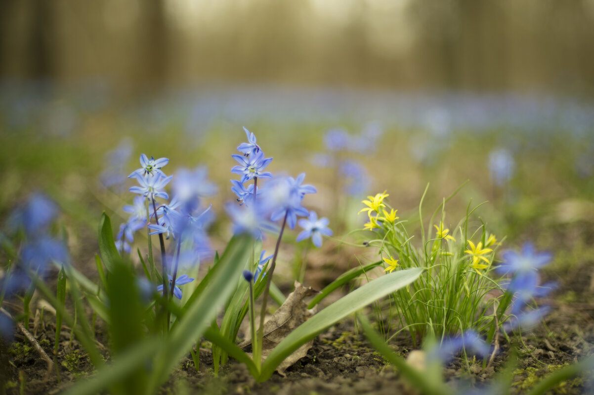 Букетики - sorovey Sol Букетики - sorovey Sol