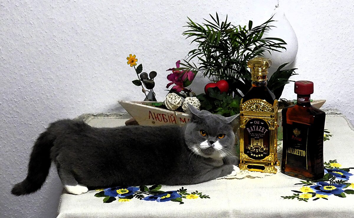 Из похождений домашних животных - Владимир Манкер