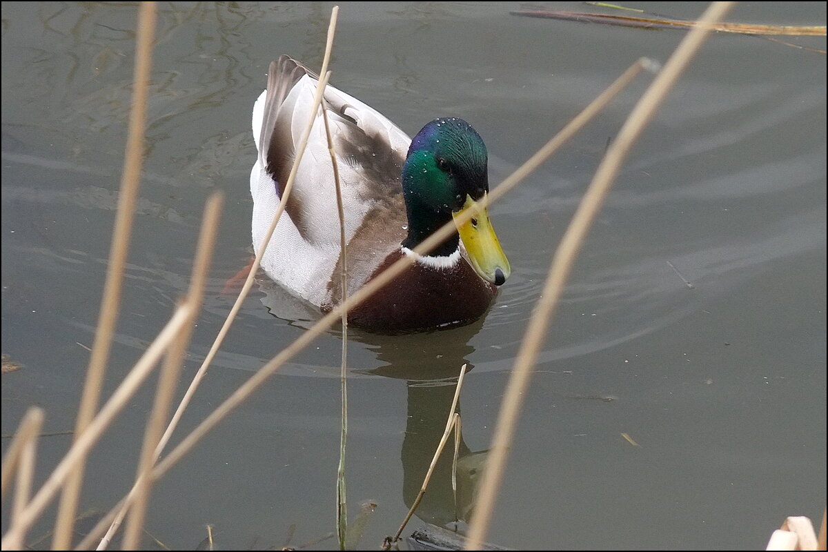 Утик - Фёдор Меркурьев