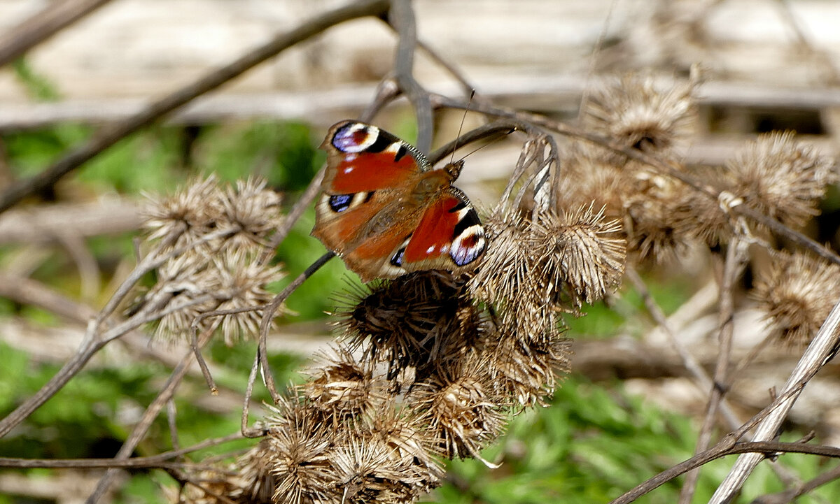 из снятого сегодня 3 - Александр Прокудин