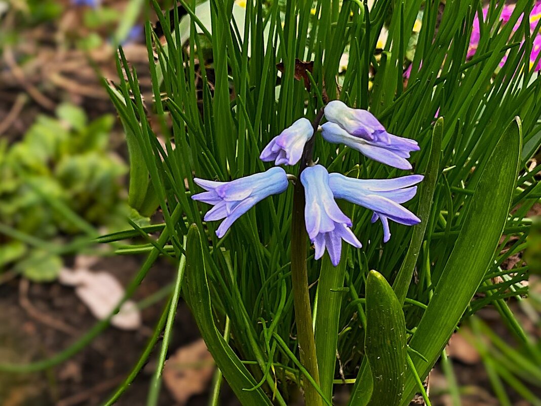 ***скромность & нежность*** - Olga Oskolkova