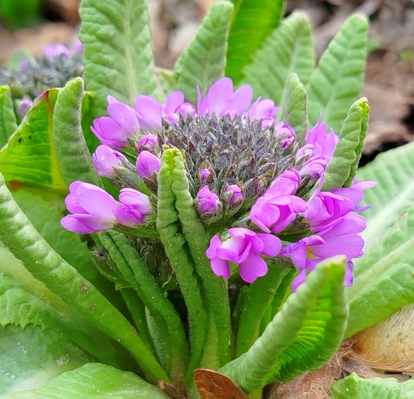 Примула - светлана льдокова Примула - светлана льдокова
