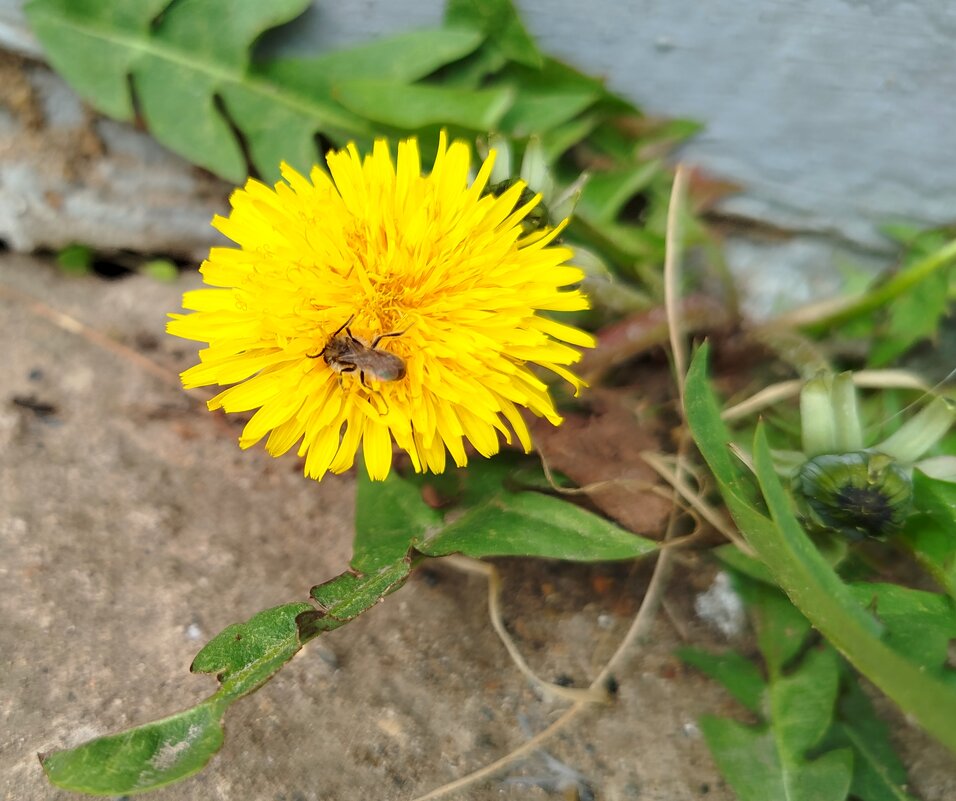 Уже цветут одуванчики - светлана льдокова Уже цветут одуванчики - светлана льдокова