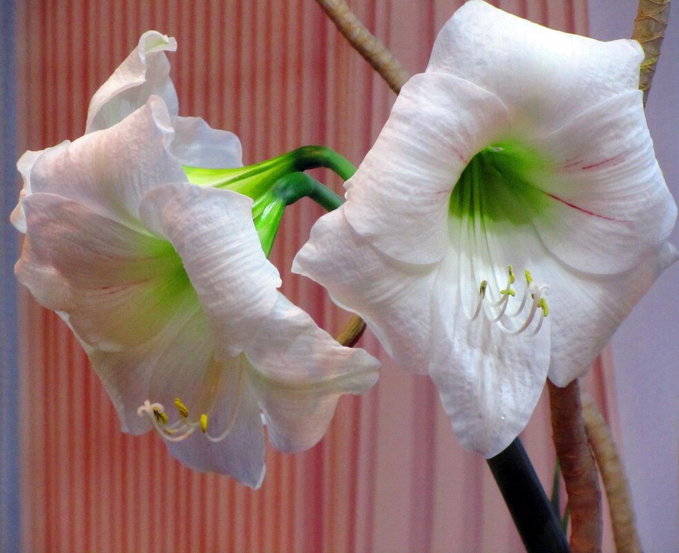 Амариллис белый - Сергей Карачин Амариллис белый - Сергей Карачин