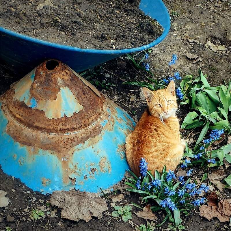 рыжик - Любовь рыжик - Любовь