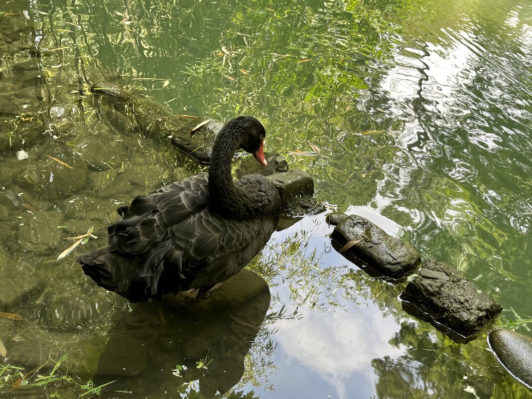 Черный лебедь - Александр Конов
