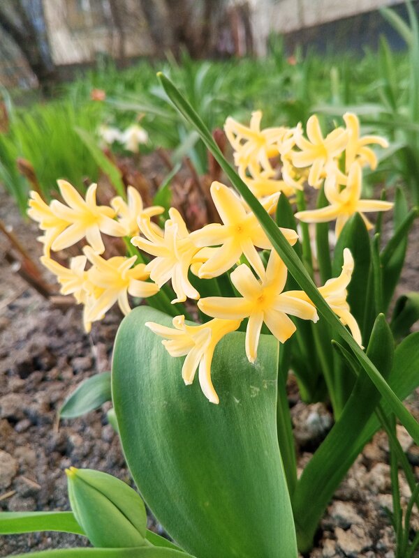 Гиацинт - Сапсан 