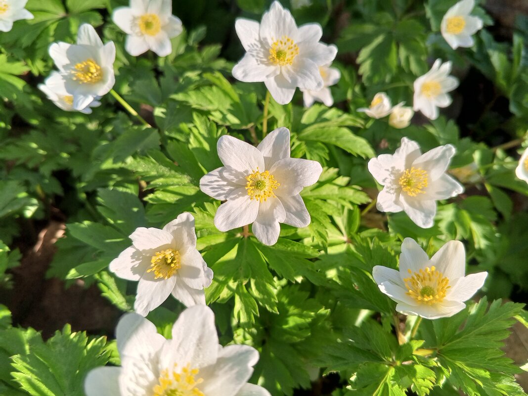 Ветреница - Сапсан 