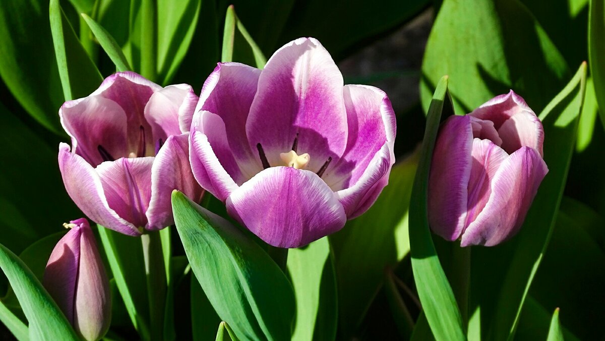 Городские цветы - Милешкин Владимир Алексеевич 