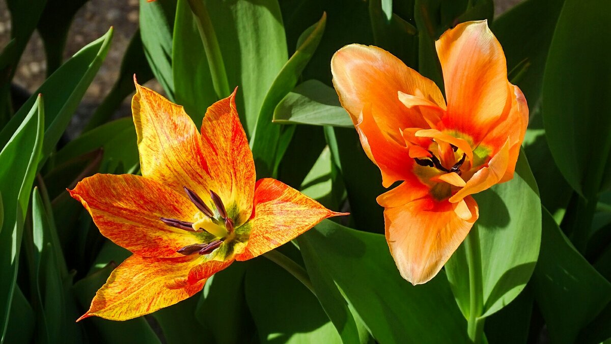 Городские цветы - Милешкин Владимир Алексеевич Городские цветы - Милешкин Владимир Алексеевич