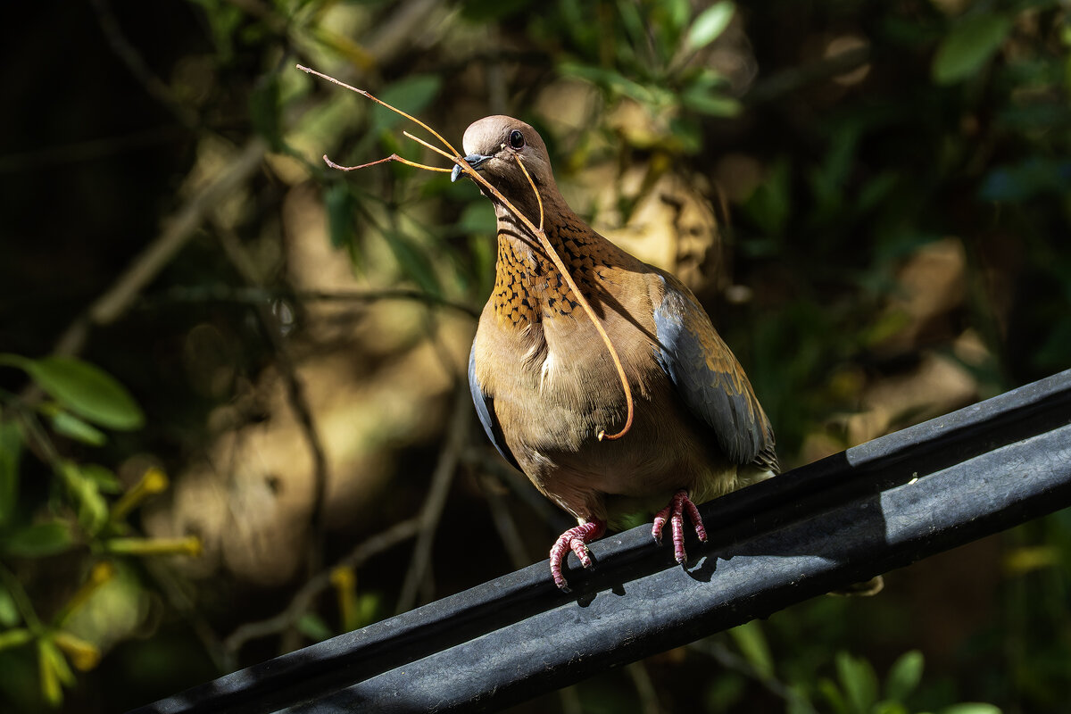 Малая горлица. - Alexander Amromin Малая горлица. - Alexander Amromin
