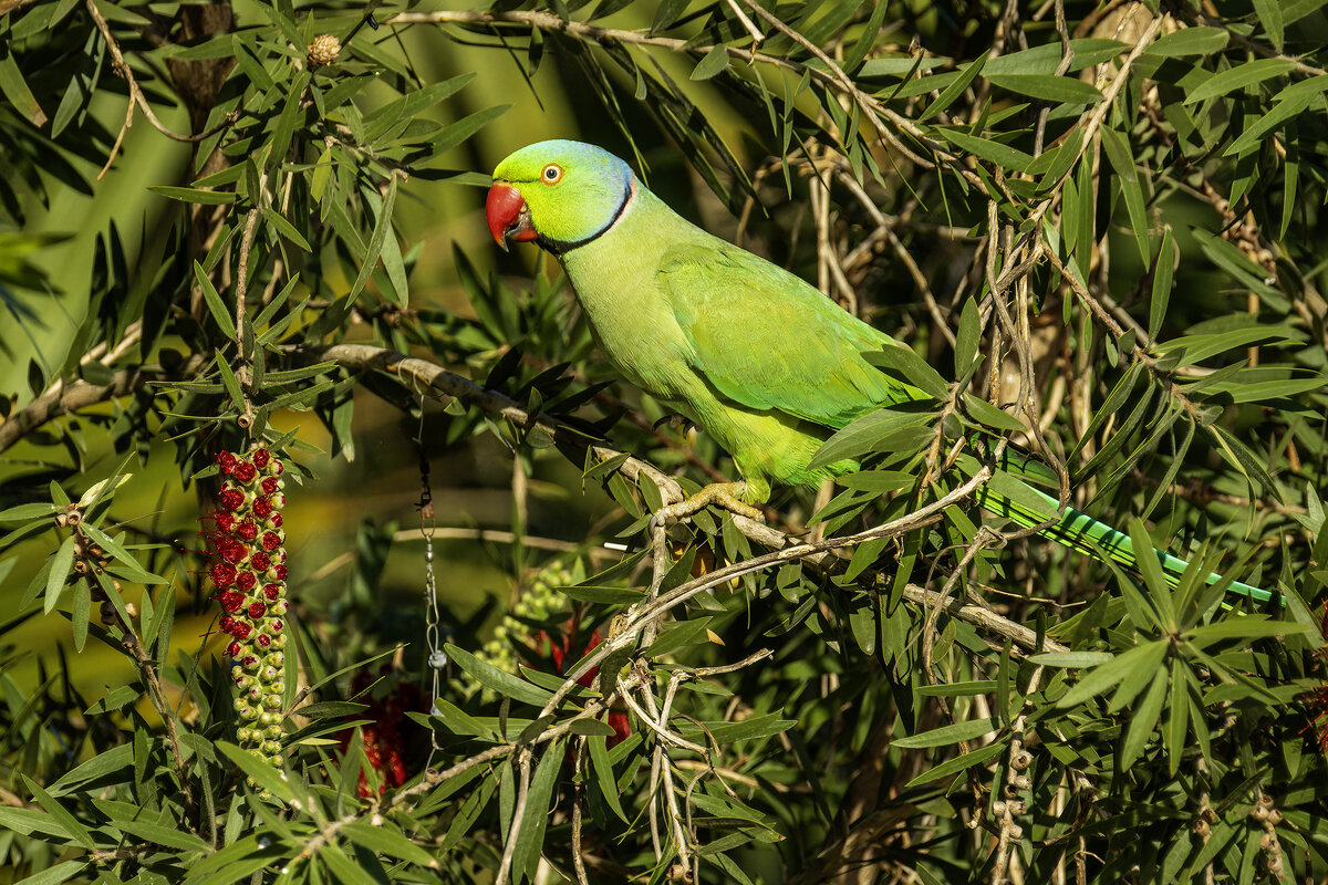 Индийский кольчатый попугай. - Alexander Amromin