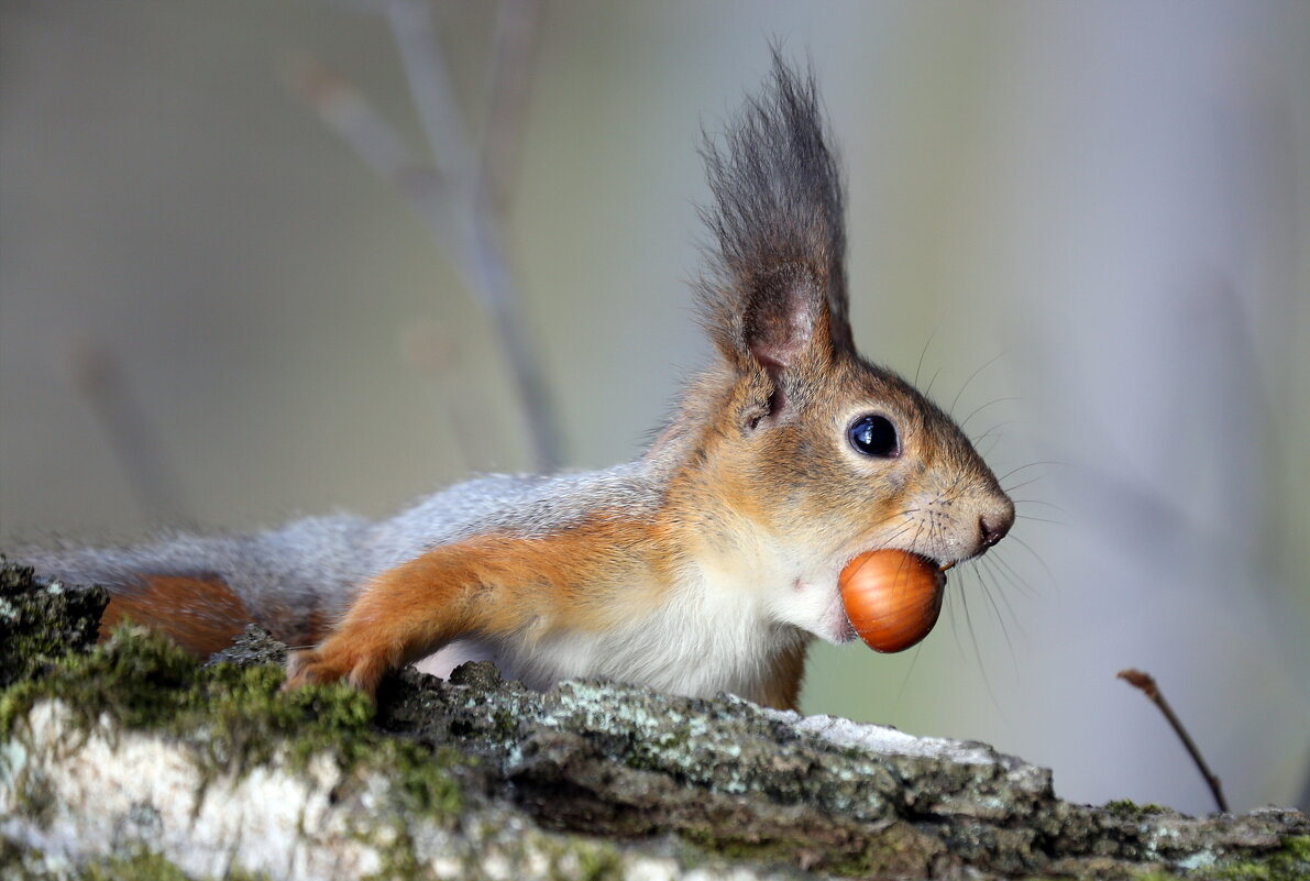 18 апреля в Ботсаду - Михаил Бибичков 18 апреля в Ботсаду - Михаил Бибичков