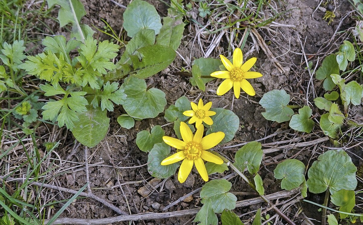 Папа, мама и я - дружная семья - Валерий Иванович Папа, мама и я - дружная семья - Валерий Иванович