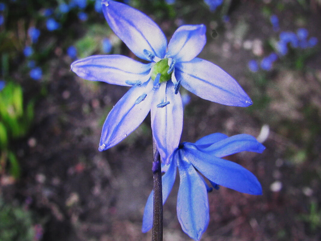 Во всей красе - Людмила Смородинская