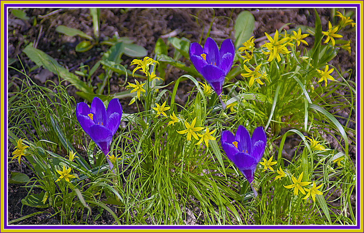 Первоцветы - Владимир Кроливец