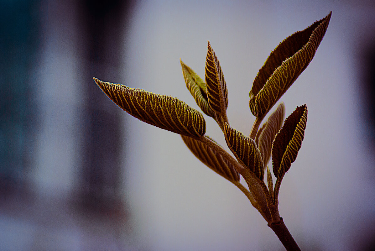 Распустившаяся веточка - Владимир Кроливец Распустившаяся веточка - Владимир Кроливец