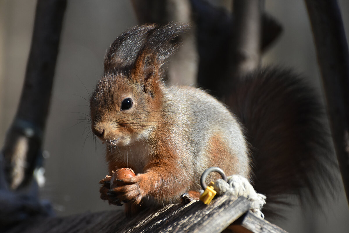 Москва. Воронцовский парк. Белочка с орешком. - Наташа *****