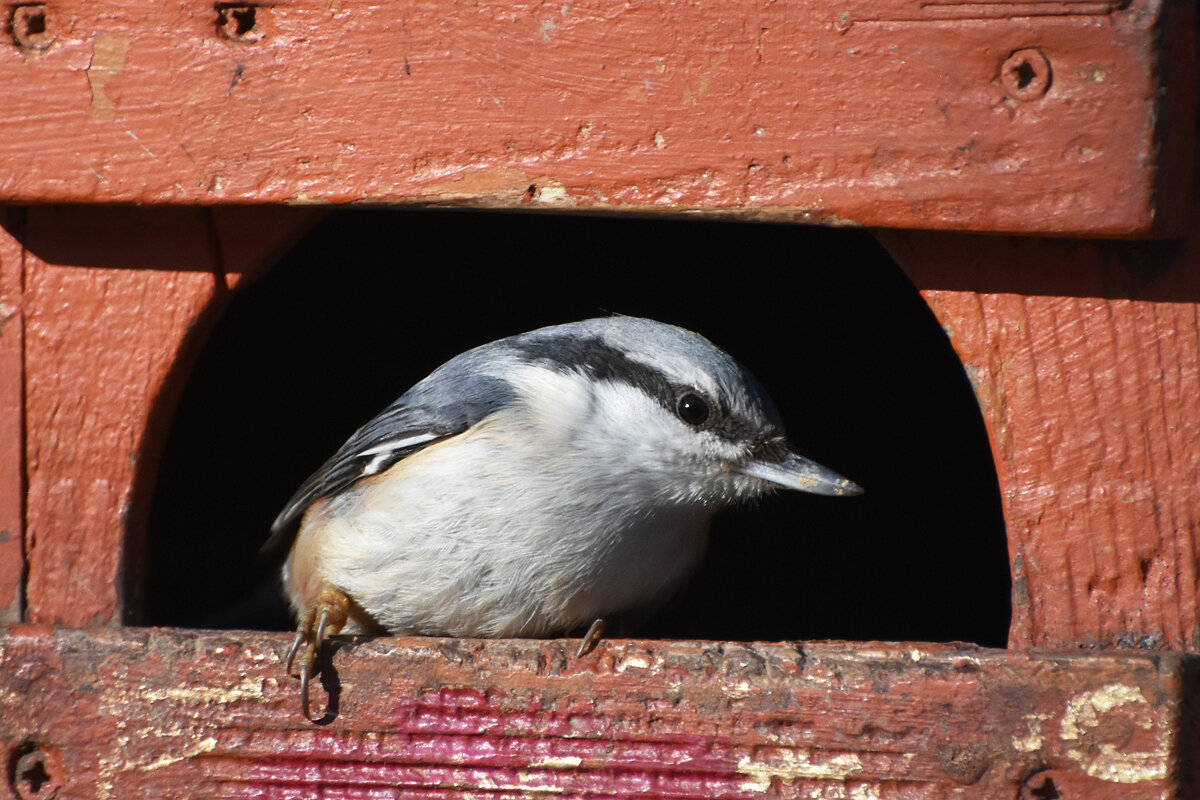 Москва. Воронцовский парк. Поползень. - Наташа ***** Москва. Воронцовский парк. Поползень. - Наташа *****