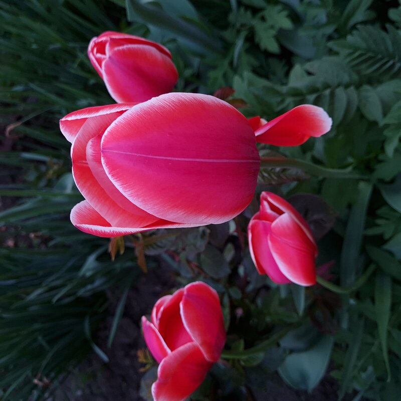 Тюльпаны - Валерий Ткаченко Тюльпаны - Валерий Ткаченко